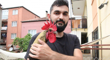 Denizli'nin Öterken Bayılan Horozu İngiltere'den Davet Aldı