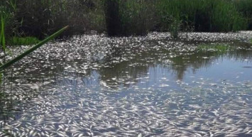 Diyarbakır’da Bulunan Dicle Nehri'nde Binlerce Balık Telef Oldu