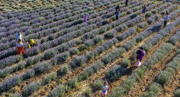 'Diyarbakır'da Olmaz Dediler' Lavanta Bahçeleri Çiftçilere Adeta Alternatif Ürün Oldu