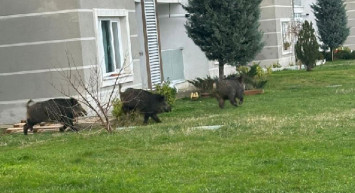 Domuzlar İstanbul'un göbeğini bastı: O anlar kameralara yansıdı