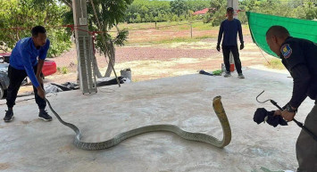 Dünyanın en zehirli yılanı Tayland'da ortaya çıktı: Kral Kobra'yı görenler gözlerine inanamadı
