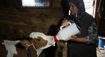 Düzce'de Yaylalara Yerleşenler İzole Hayatın Keyfini Çıkarıyor