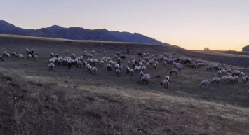 Elazığ'da 190 Küçükbaş Drone Sayesinde Bulundu