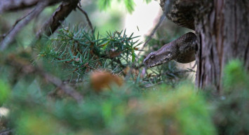 En Zehirli Yılan Tunceli'de Görüldü!