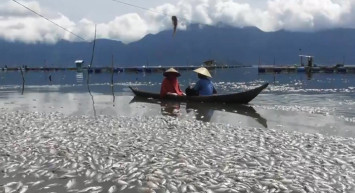 Endonezya’da Binlerce Ölü Balık Gölü Kapladı