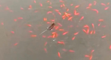 Fareler Göldeki Balıkları Avladı