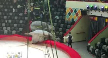 Filler Birbirine Saldırdı, Sirkte Panik Oluştu