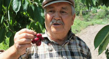 Fiyatı El Yakıyor! Dalda 2, Pazarda 15 Lira