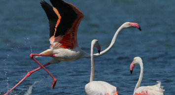 Flamingo Cenneti Kuruyor