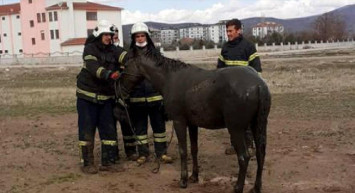 Foseptik Çukuruna Düşen Atı İtfaiye Ekipleri Kurtardı