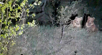 Gümüşhane’de Yavru Ayıların Gülümseten Görüntüleri