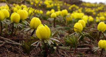 Hakkari’de Karlı Dağların Arasında Sarı Çiğdemler Açtı