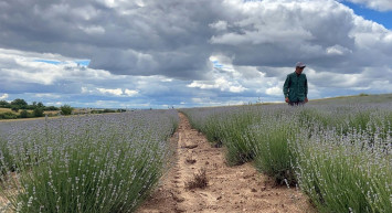 Hem Rengiyle Hem de Kokusuyla Mor Lavantalar Edirne'de Çiftçinin Gözbebeği