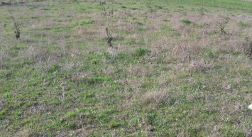 İcradan Alınan Arsa Bela Getirdi