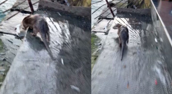 İstanbul Eminönü'nde Nesli Tükenmekte Olan Su Samuru Görüntülendi!