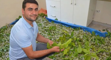 İzmir'de Merakla Başladı, 40 Bin İpek Böceğine Ulaştı! Aylık 7 Bin TL Kazanıyor
