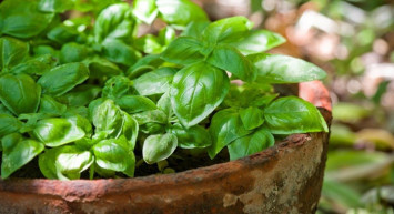 Kanser Savaşçısı Fesleğenin Faydaları