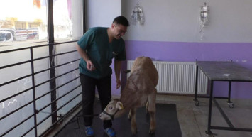 Kars’ta Buzağıların Koronavirüs Testi Pozitif Çıktı