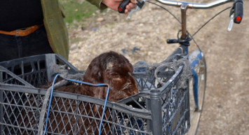 Kars'ta Merada Doğan Kuzuyu Bisikletle Evine Götürdü