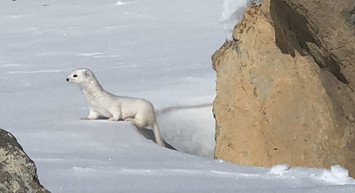 Kars'ta Nadir Görülen Beyaz Gelincik Görüntülendi