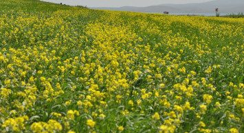 Kars'ta Tarlalarda Açan 'Sarı Çiçekler' Görsel Şölen Sundu