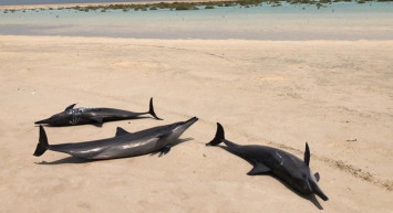 Kızıldeniz Kıyısında 40 Yunus Mahsur Kaldı