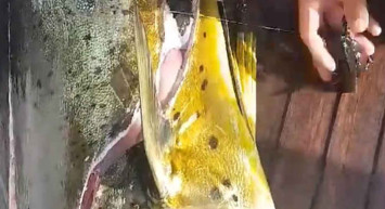 Kızıldeniz'de yakalanan bir balığın içinden deniz kaplumbağaları çıktı!