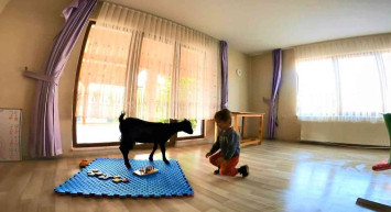 Kocaeli'de Sınıfta Keçi Var