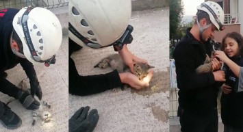 Kocaeli'de Yavru Kediyi Kalp Masajıyla Hayata Döndürdü!