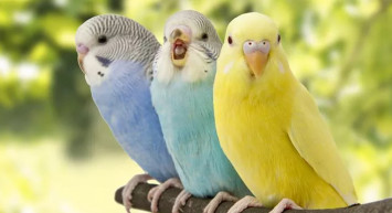 Kocaeli’nde İş Sağlığı Eğitimi Alan Adam Kalp Masajı Yaparak Muhabbet Kuşunu Hayata Döndürdü