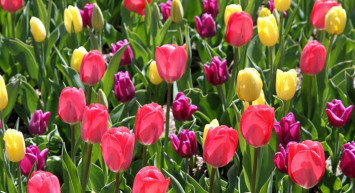 Konya'da Laleler Renk Cümbüşü Oluşturdu