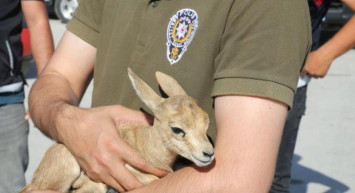 Konya'da Şüphe Üzerine Durdurulan Araçtan Ceylan Yavruları Çıktı