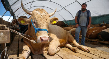 Kurban Fiyatlarına Bu Yıl Zam Yok!