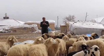 Malatya'da bin 700 rakımda yaşayan koyunların en büyük hobisi kaval dinlemek