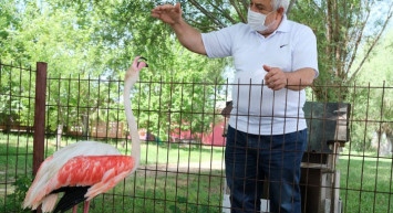 Manisa'da Ayağı Yanan Flamingonun Yardımına Hayvanseverler Koştu