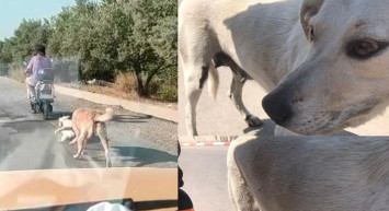 Mersin’de Anne Köpek ve Yavrusunu Elektrikli Bisikletin Arkasına Bağlayarak Eziyet Etti