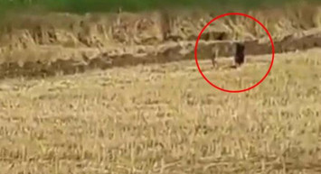 Mısır Tarlasındaki Domuzlar Tedirginliğe Neden Oldu