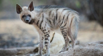 Nesli tükenmekte olan Çizgili Sırtlan görüntülendi