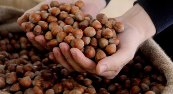 Ordu’da Sezonun İlk Fındığı Tezgahlarda Yerini Aldı