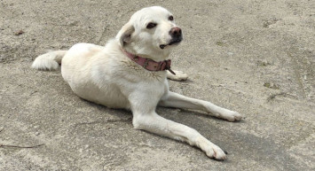 Ordu’da Vefalı Köpek Hastane Önünde Sahibini Bekledi