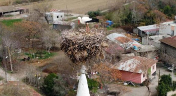 Osmaniye'de 35 Senedir Cami Minaresine Yuva Kuran Leylekler