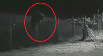 Rize’de evin bahçesine ayı girdi: O anlar güvenlik kamerasına yansıdı