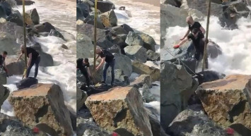 Rize'de kurbanlık pazarından kaçan boğa denize düştü! Vatandaşlar ve ekipler seferber oldu!