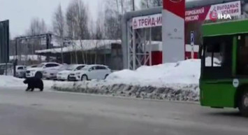 Rusya'da Kente İnen Ayı Görenleri Korkuttu