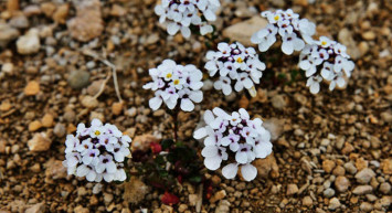 Sadece Aksaray’da Yetişen ‘Tuz Beğendi’ Çiçek Açtı