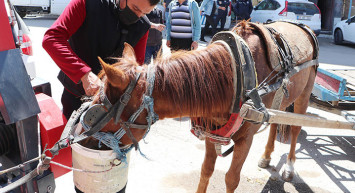 Sahibinden Kaçan At Trafiği Birbirine Kattı