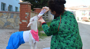Sakarya'daki Kuzusunu Evladı Gibi Gören Kadın Kuzuyla Beraber Yatıyor