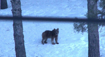 Sarıkamış'ta Yiyecek Arayan Ayılar Böyle Görüntülendi