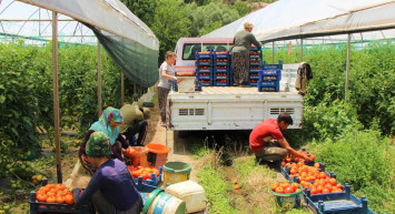 Sebzede Öncü Amasya’da Domates Hasadı Başladı!
