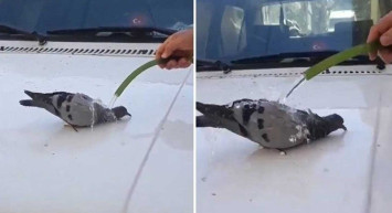 Sıcak havadan bunalan güvercini hortumla serinletti!
